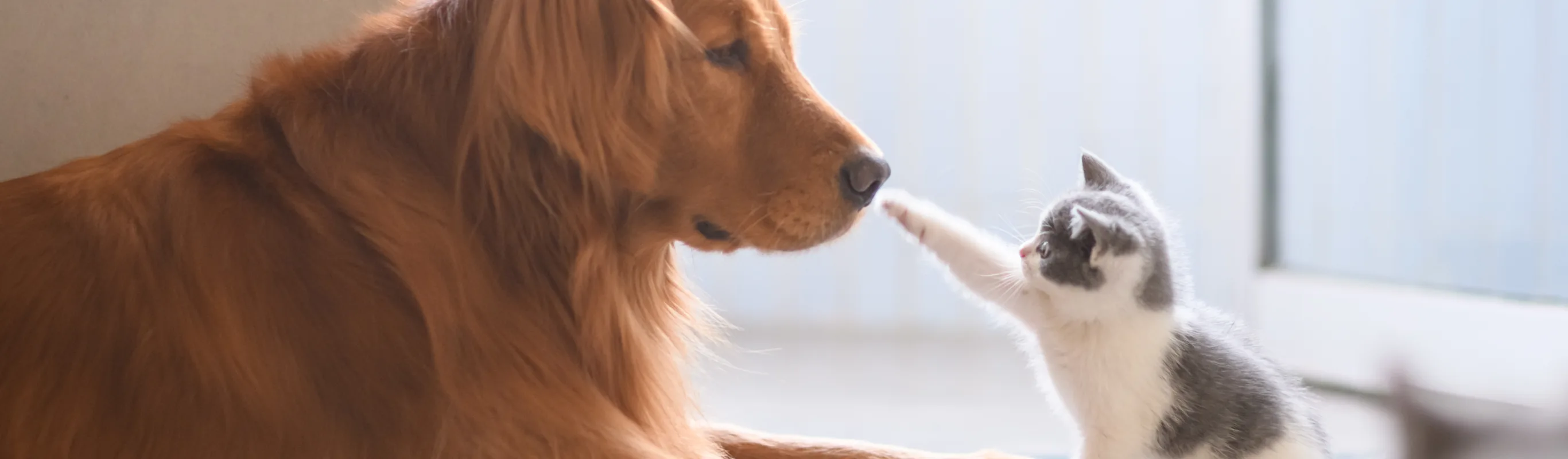 cat paw touching dogs nose cat paw touching dogs nose