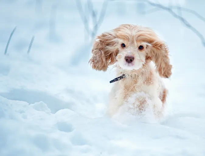 A Cocker Spaniel running through the snow