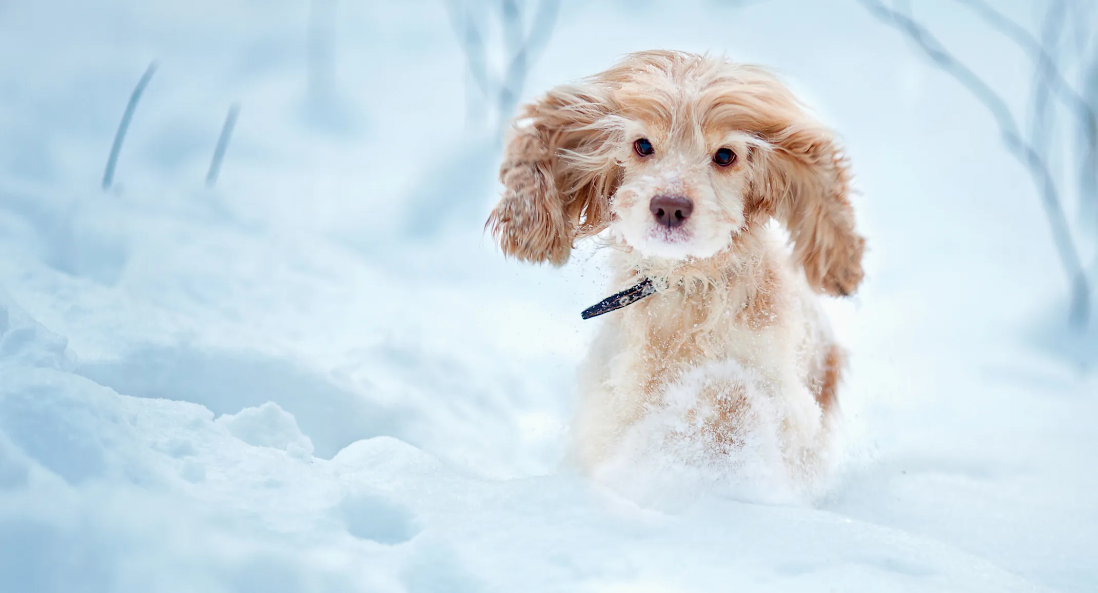A Cocker Spaniel running through the snow A Cocker Spaniel running through the snow