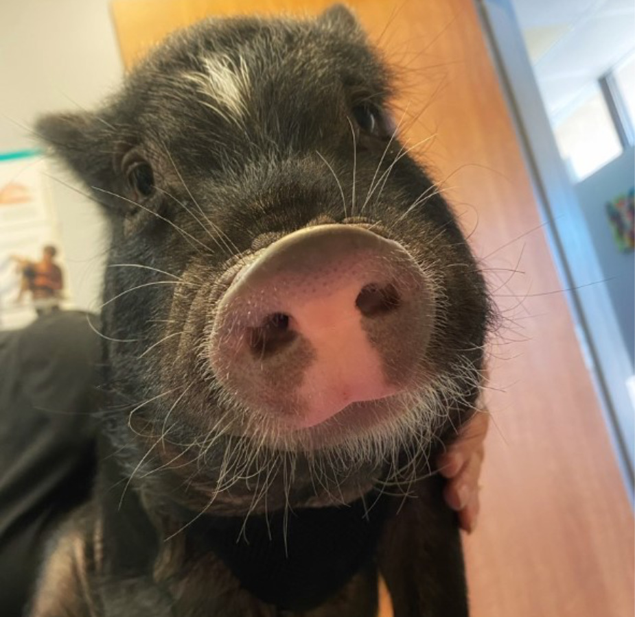 Close up view of black piglet