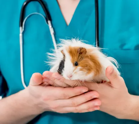 A veterinarian holding a guinea pig A veterinarian holding a guinea pig