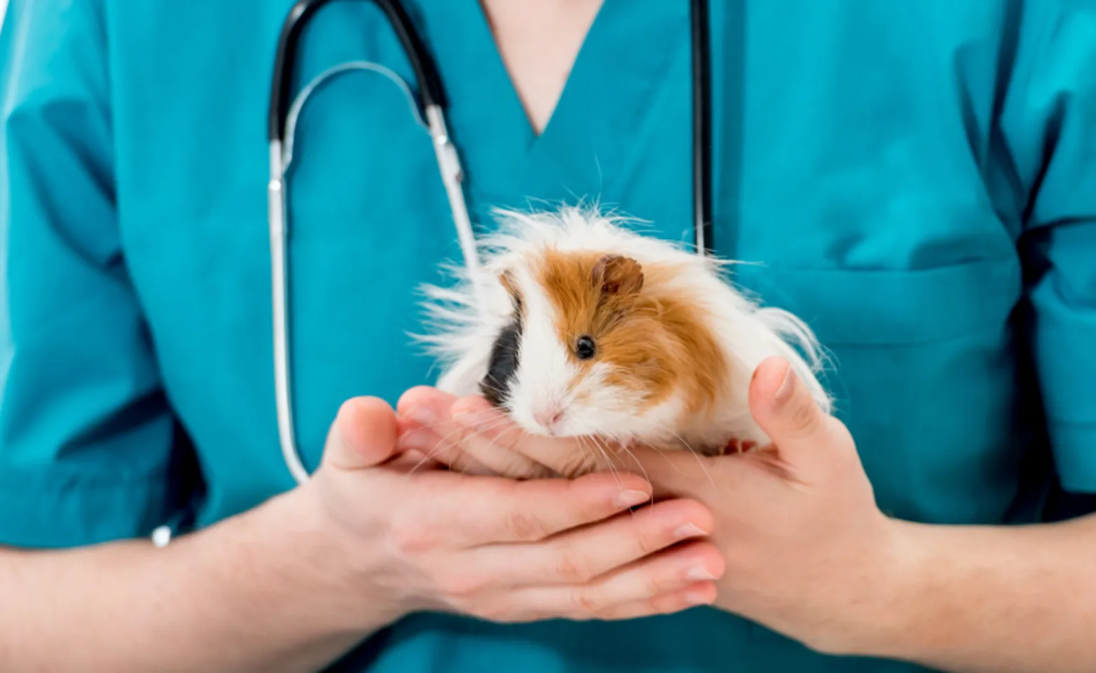 A veterinarian holding a guinea pig