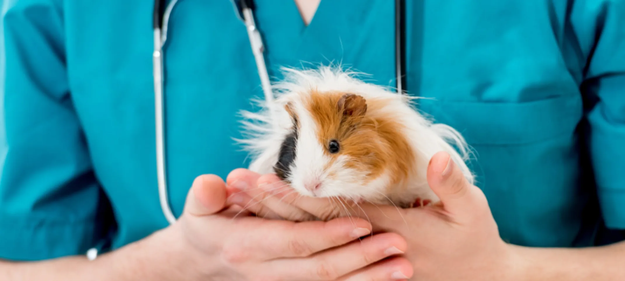 A veterinarian holding a guinea pig