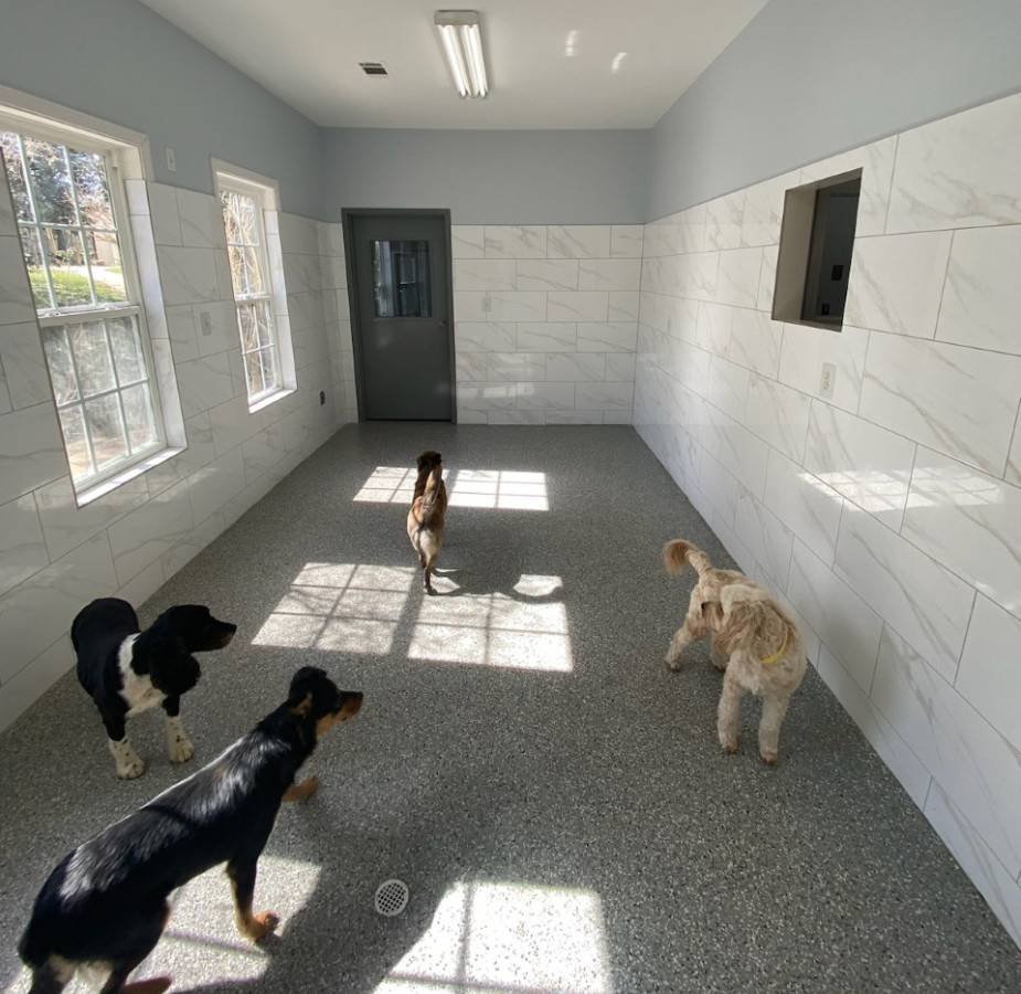Four dogs enjoying the updated indoor playroom