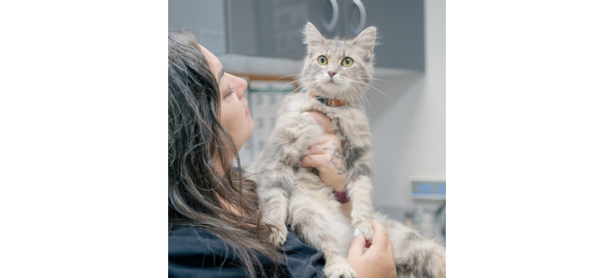 Veterinarian Looking at a Gray Cat