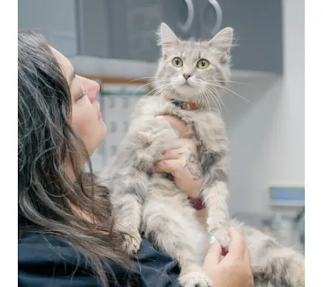 Veterinarian Looking at a Gray Cat Veterinarian Looking at a Gray Cat
