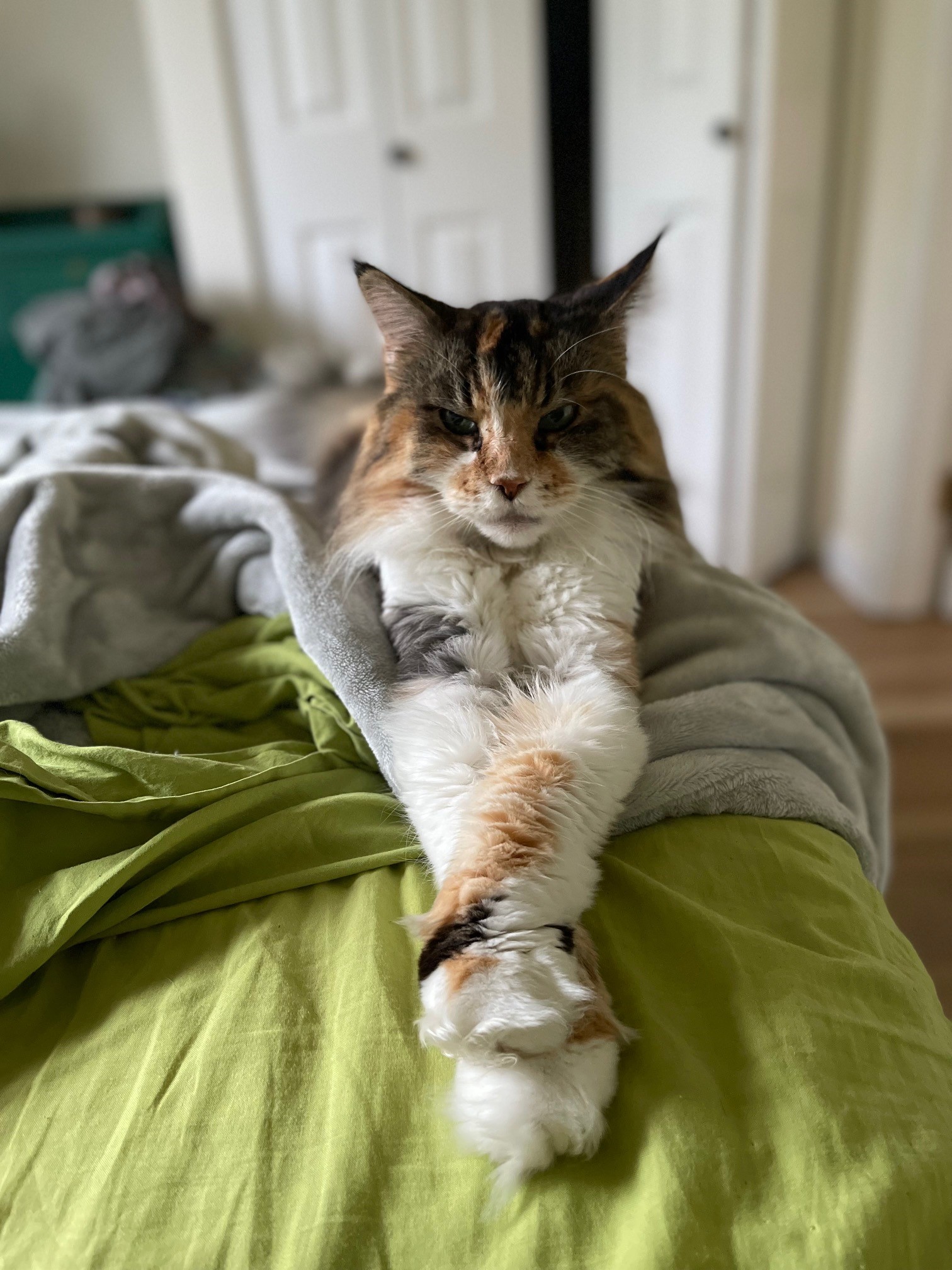 A brown and white cat sitting on a bed 