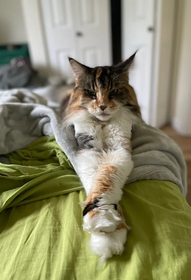 A brown and white cat sitting on a bed A brown and white cat sitting on a bed