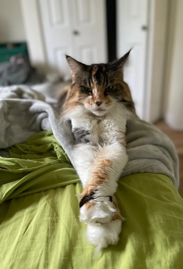 A brown and white cat sitting on a bed 