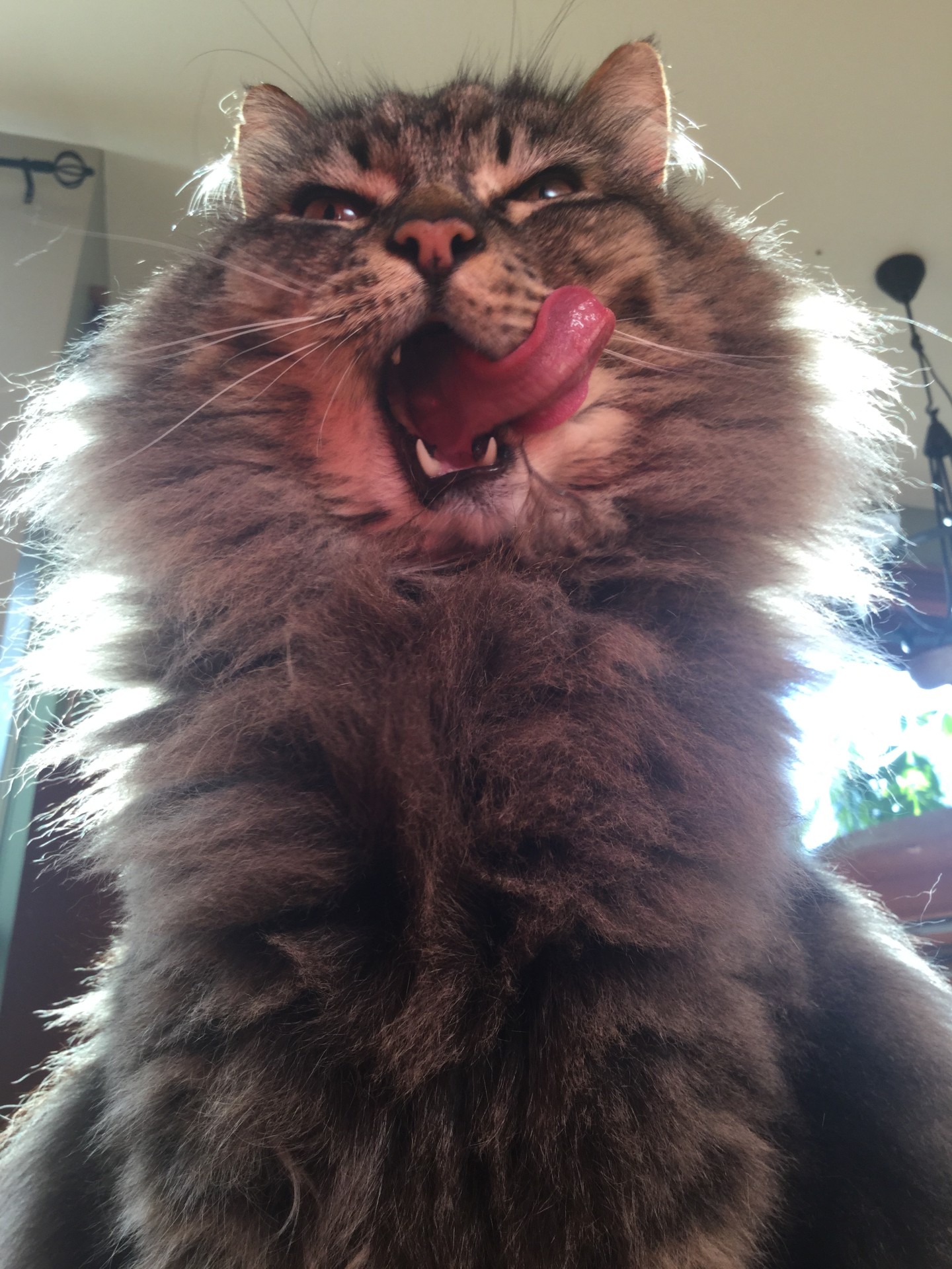 A long haired cat looking at the camera while yawning