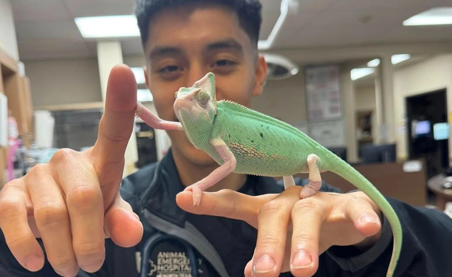 Staff playing with chameleon. Staff playing with chameleon.