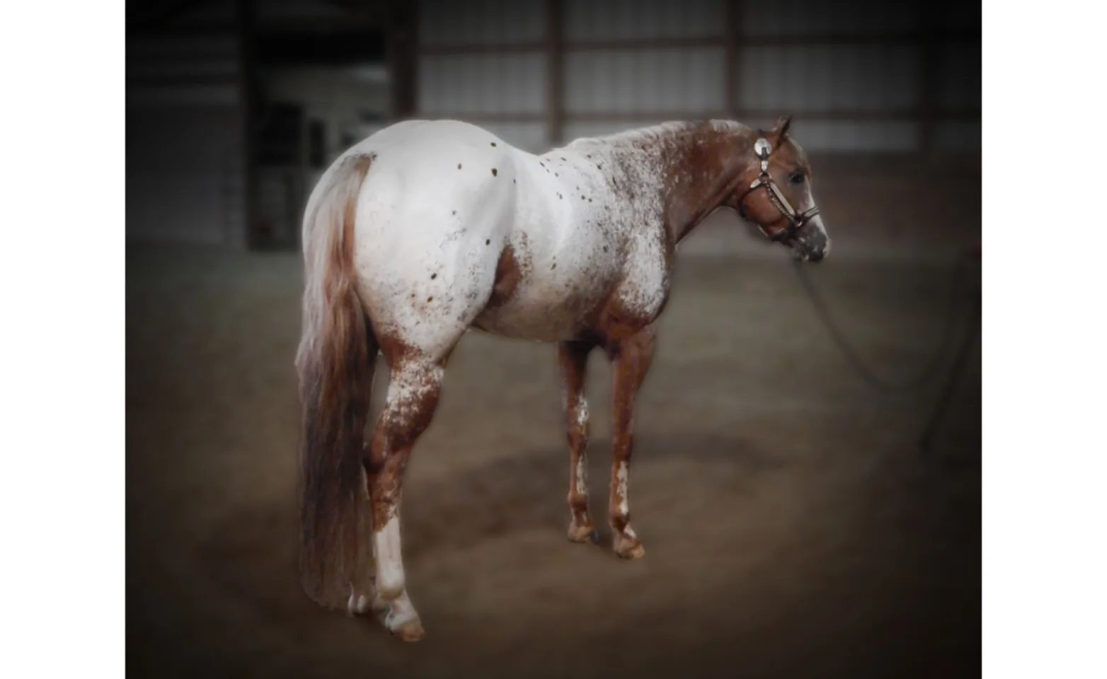 A Lasting Impulse, a white and brown horse A Lasting Impulse, a white and brown horse