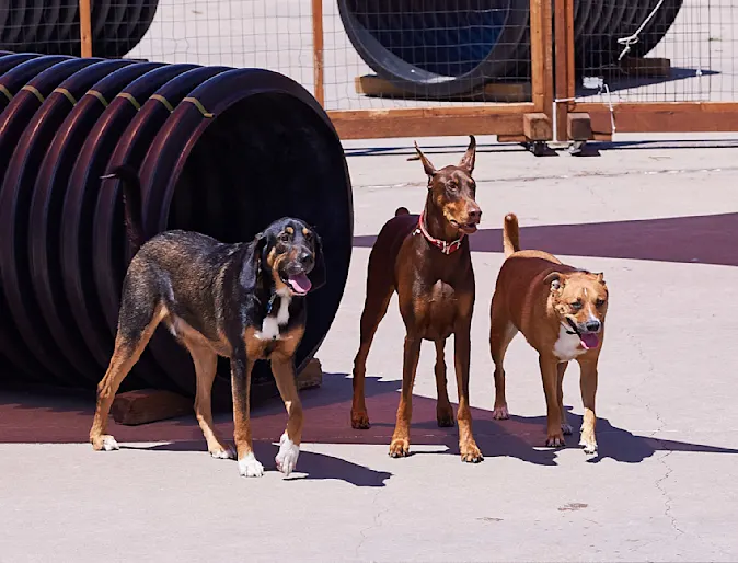 3 dogs standing near tube