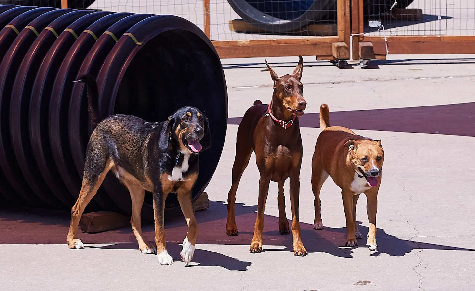 3 dogs standing near tube 3 dogs standing near tube