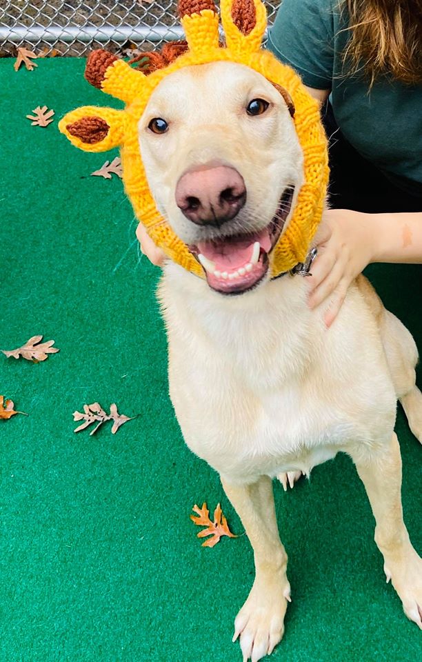 dog with hat