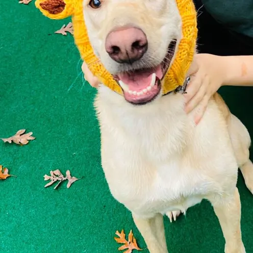 dog with hat