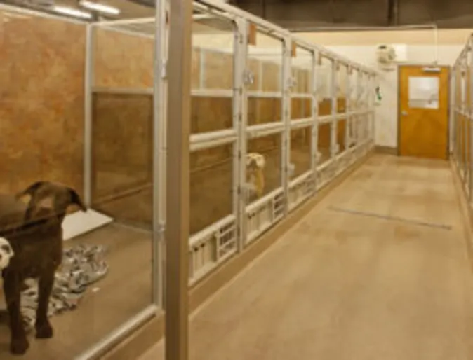 Dog Boarding deluxe cottage Dog Boarding deluxe cottage