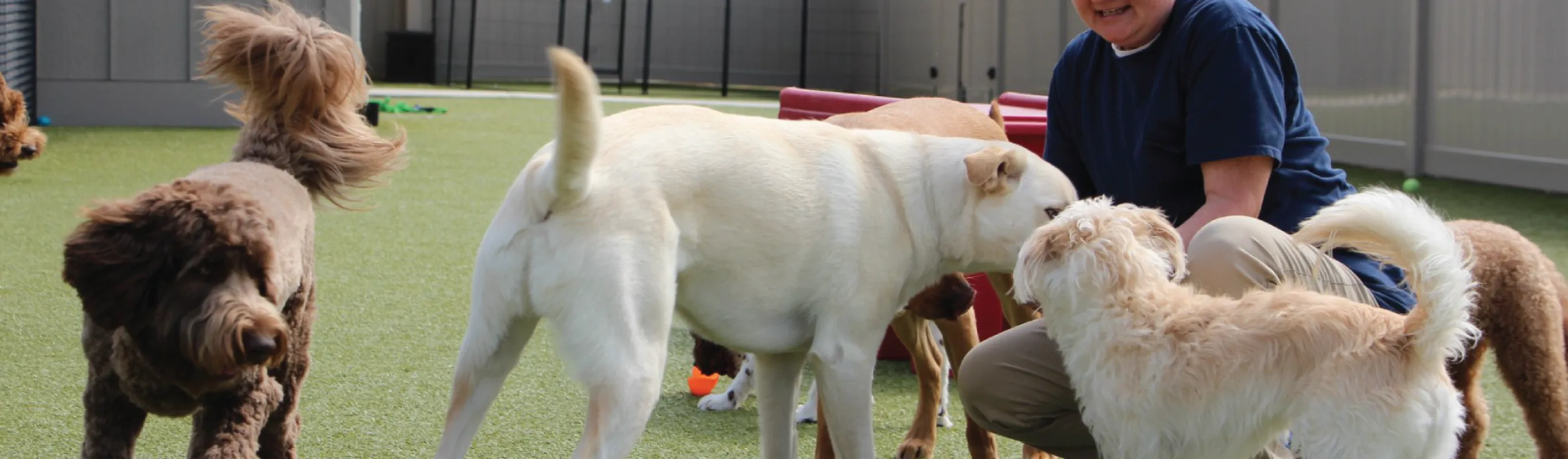 Dogs getting treat Dogs getting treat