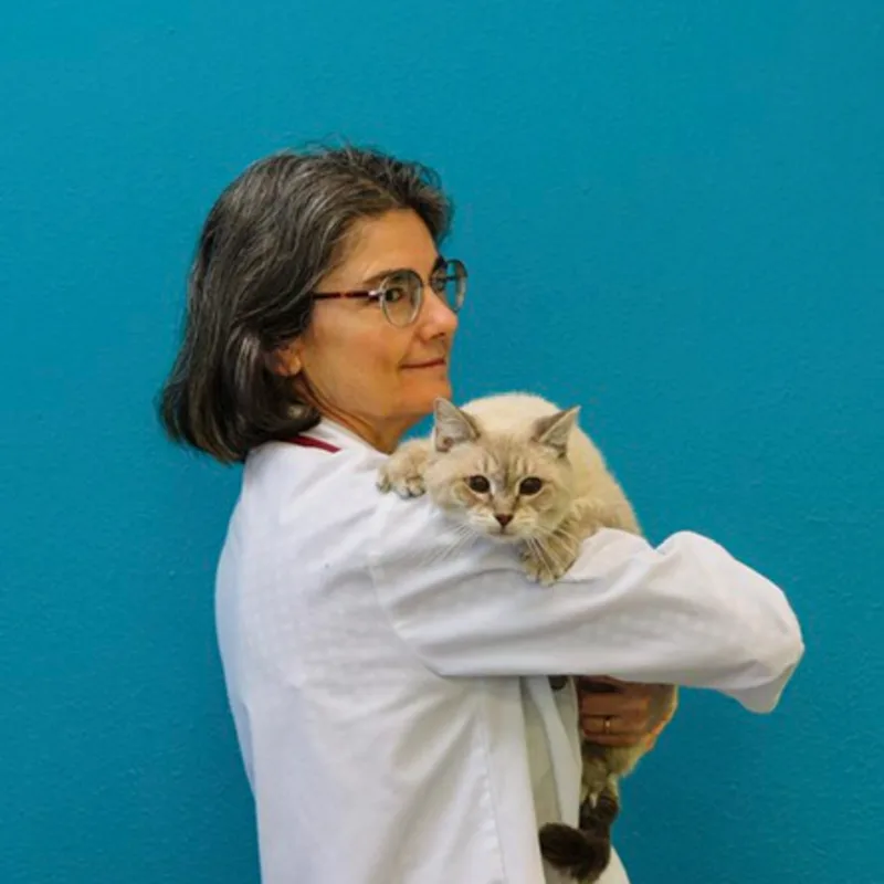 Dr. Jeanne Pittari's staff photo from Memorial Cat Hospital working in her office. Dr. Jeanne Pittari's staff photo from Memorial Cat Hospital working in her office.