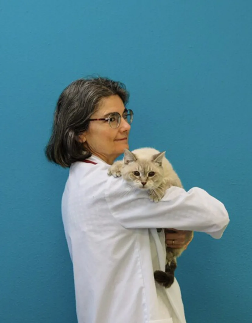 Dr. Jeanne Pittari's staff photo from Memorial Cat Hospital working in her office.