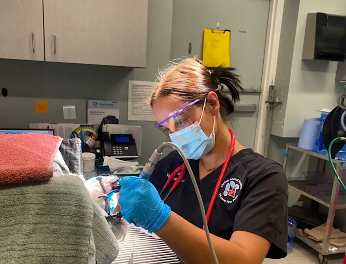 A veterinary technician performing a dental procedure on a dog A veterinary technician performing a dental procedure on a dog