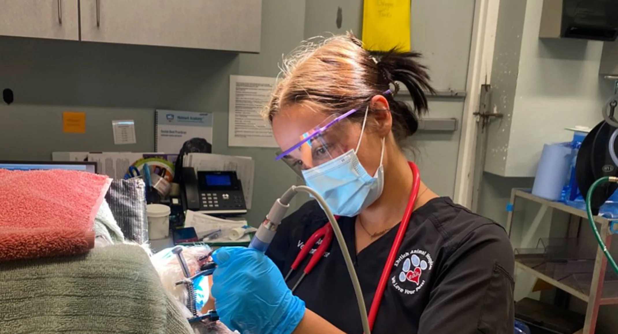 A veterinary technician performing a dental procedure on a dog A veterinary technician performing a dental procedure on a dog