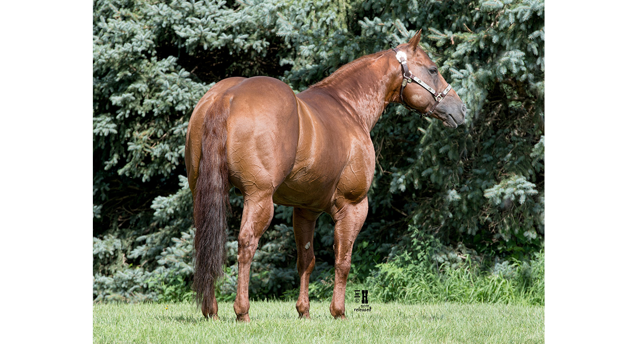 RL Styling Rey, a dark brown horse standing in grass