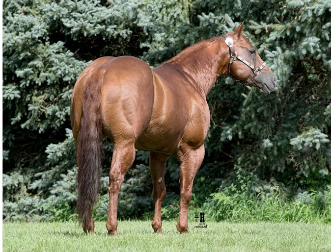 RL Styling Rey, a dark brown horse standing in grass