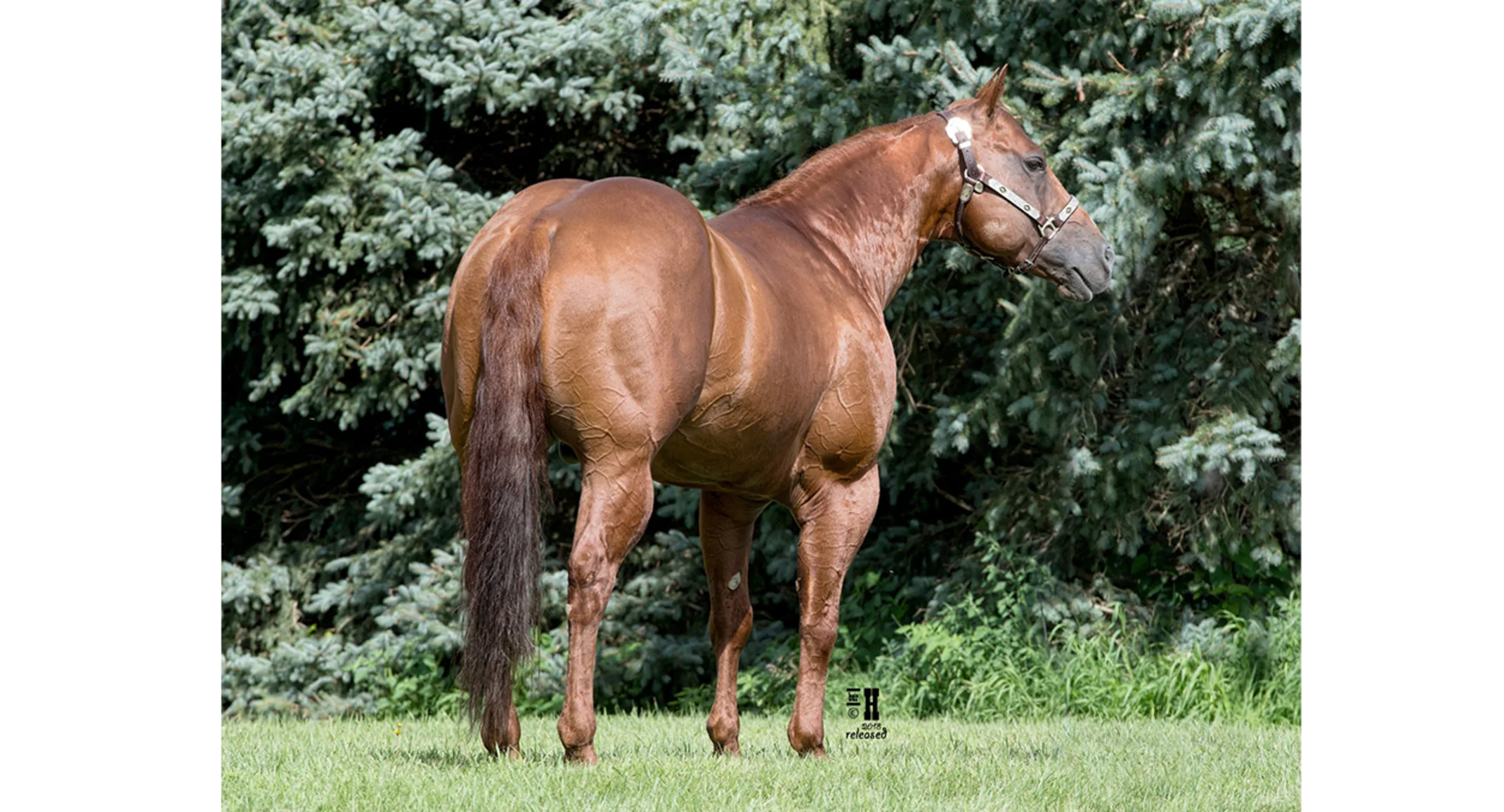 RL Styling Rey, a dark brown horse standing in grass
