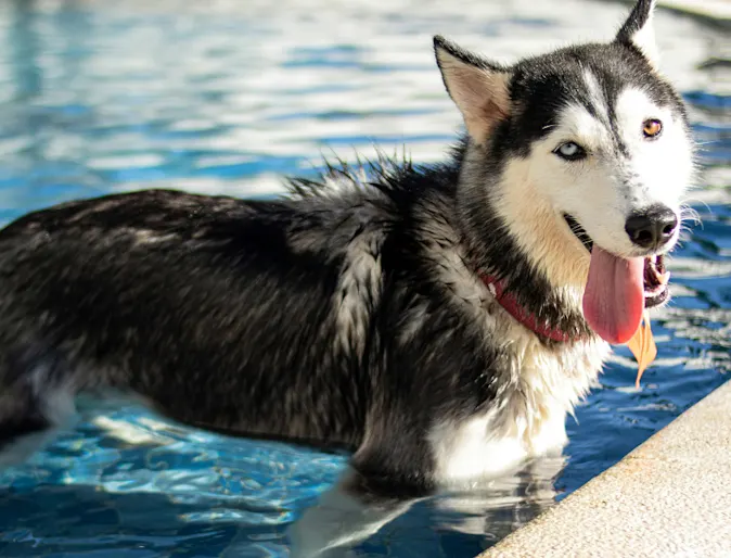 A dog plays in the pool at PetSuites during spring break. A dog plays in the pool at PetSuites during spring break.