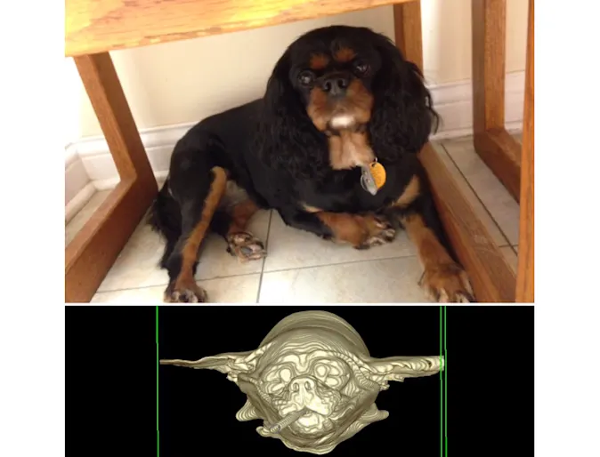 VESHW CT scan VESHW CT scan