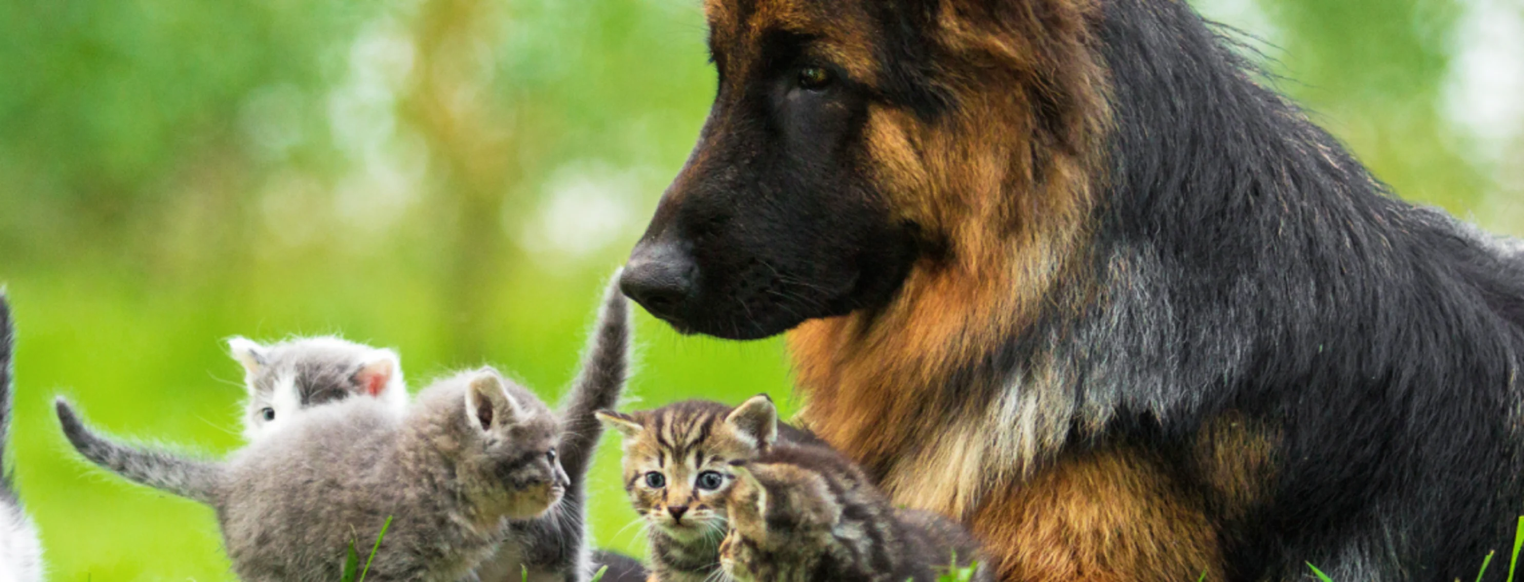 Dog playing with cats in grass