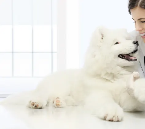 White Fluffy dog smiling at the veterinarian on the medical table.