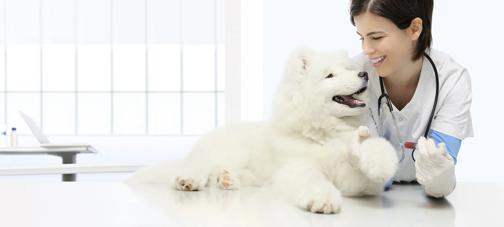 White Fluffy dog smiling at the veterinarian on the medical table. White Fluffy dog smiling at the veterinarian on the medical table.