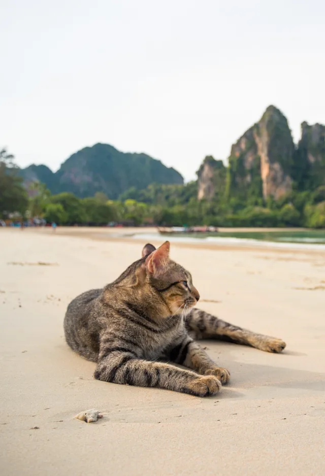 Cat laying out on a beach looking out to the water Cat laying out on a beach looking out to the water