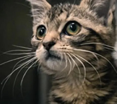 Striped gray kitten Striped gray kitten