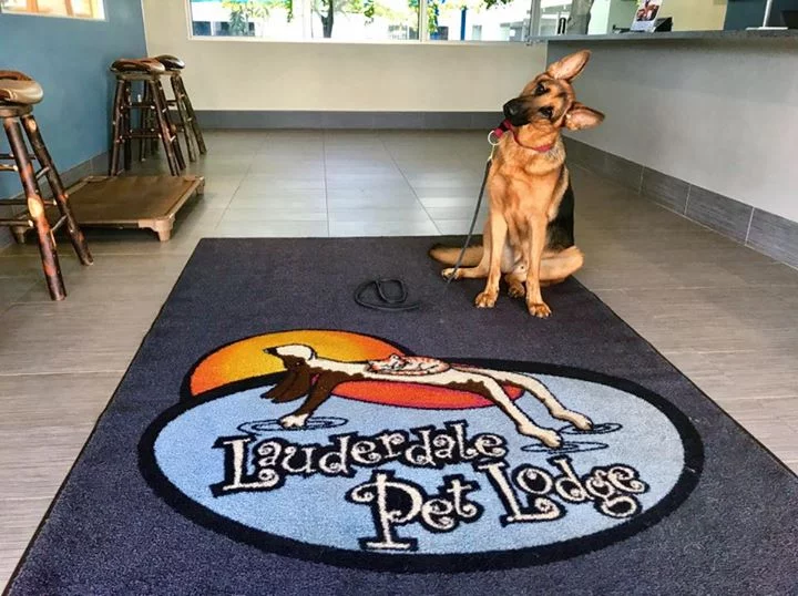 Dog at Lauderdale Pet Lodge