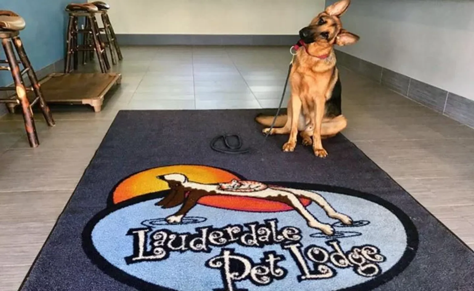 Dog at Lauderdale Pet Lodge