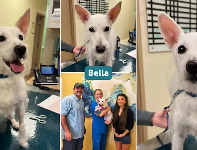 Bella the dog smiling at camera. Bella the dog smiling at camera.