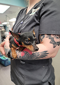 A small dog in a vet tech's tattooed arms