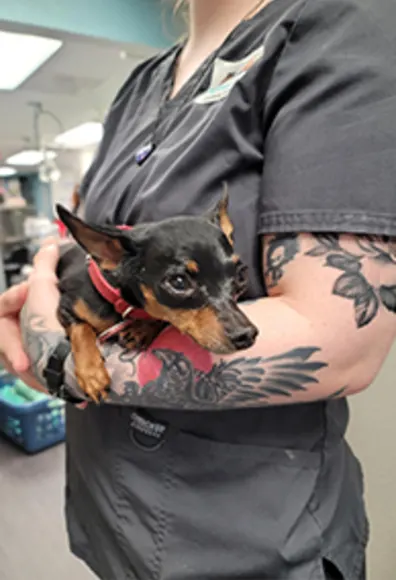 A small dog in a vet tech's tattooed arms