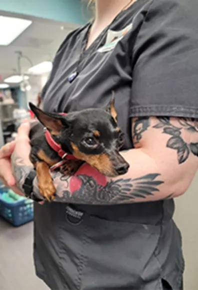 A small dog in a vet tech's tattooed arms A small dog in a vet tech's tattooed arms