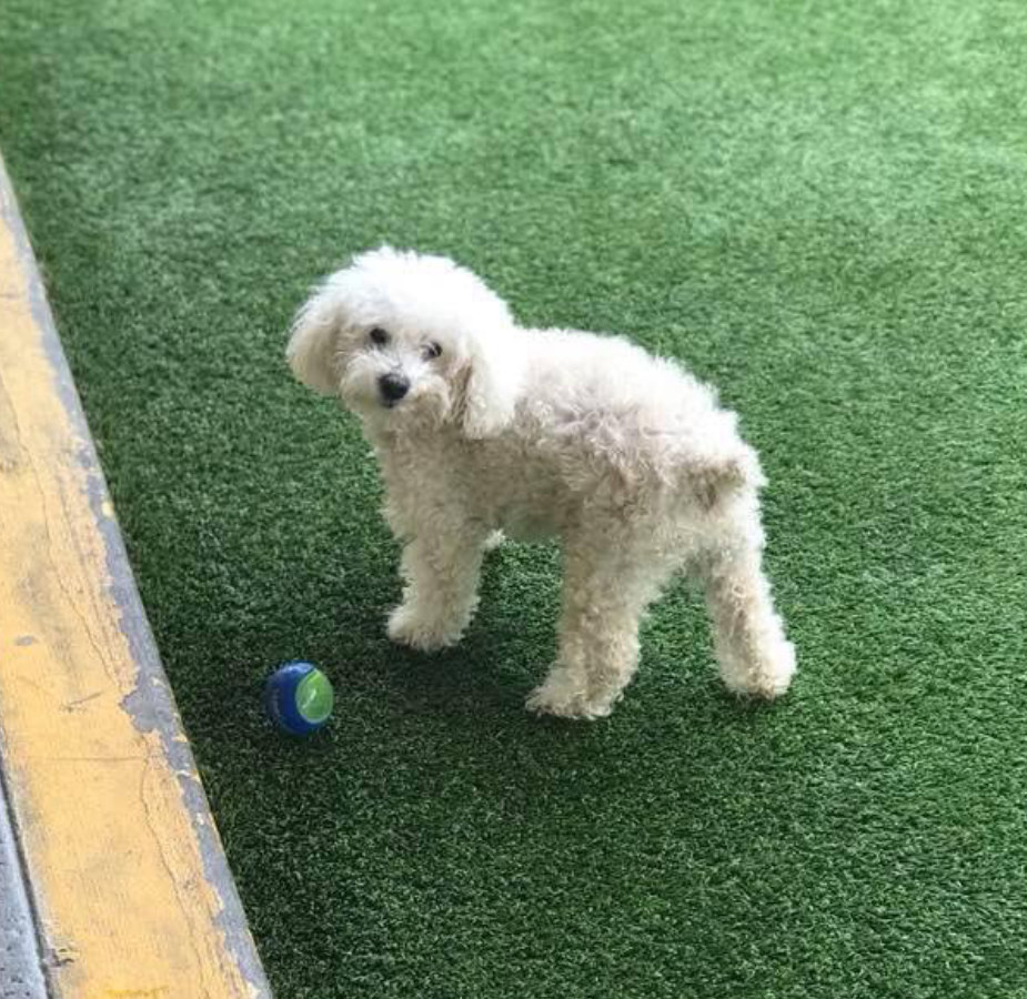 Toby the dog looking at the camera