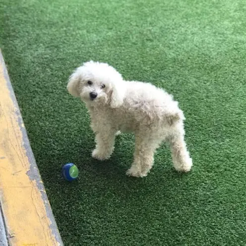 Toby the dog looking at the camera Toby the dog looking at the camera