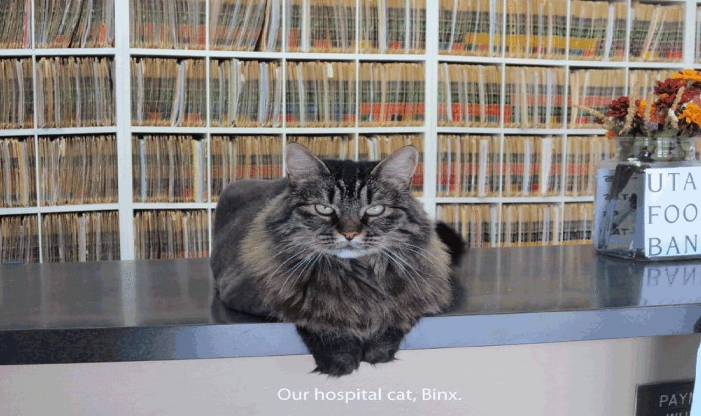 East Valley Veterinary Clinic Binx the cat