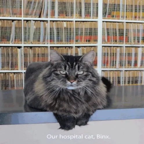 East Valley Veterinary Clinic Binx the cat