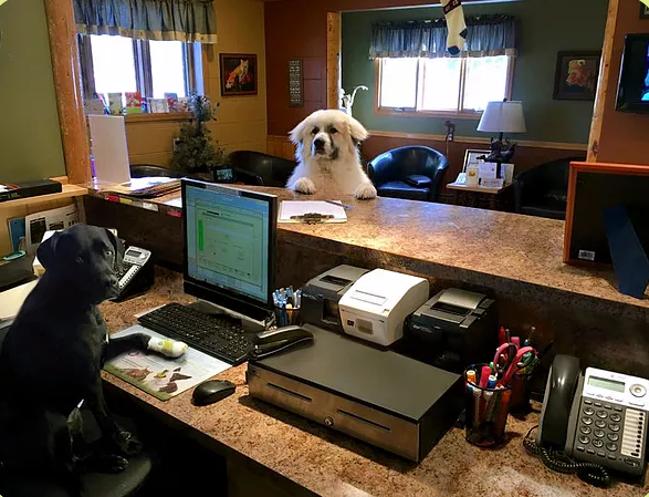 one dog in a chair behind the desk and the other dog standing with paws on the counter