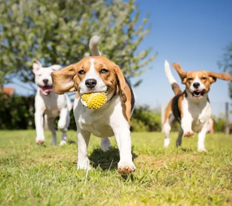 Dogs playing outdoors on grass with a ball Dogs playing outdoors on grass with a ball
