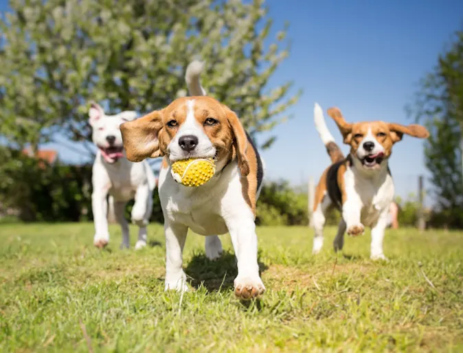 Dogs playing outdoors on grass with a ball