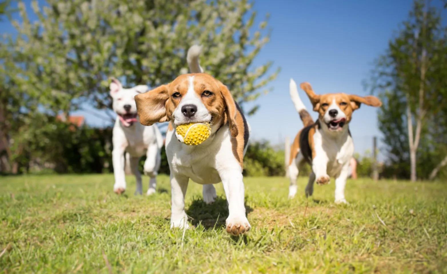 Dogs playing outdoors on grass with a ball